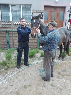 Funkcjonariusz, mieszkaniec Kmiecina wraz z koniem