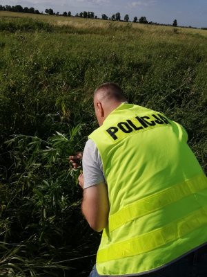 policjant wykonujący czynności przy polu z konopiami indyjskimi