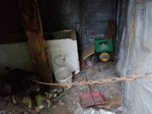 pomieszczenie w którym przetrzymywane były psy wraz z psem